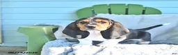 Basset Hound dogs for sale: Lacey - Ad 3
