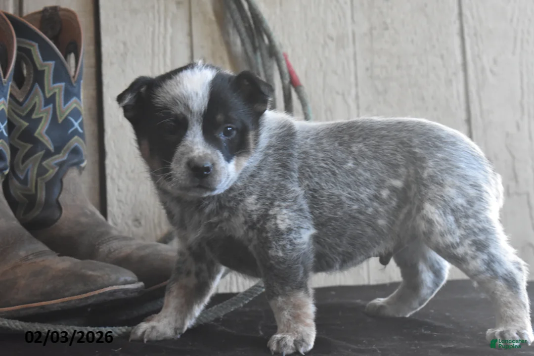 Australian Cattle Dog dogs for sale: Wrangler - Ad 2