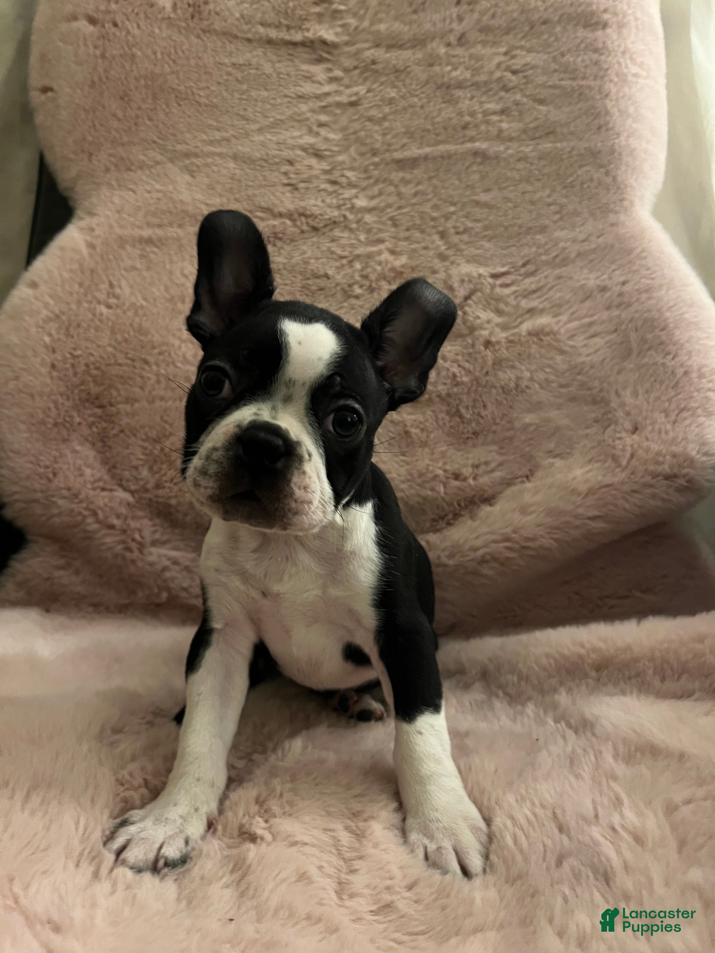 Boston Terrier dogs Echo - Ad 35
