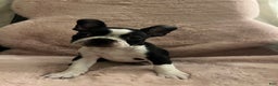 Boston Terrier dogs for sale: Echo - Ad 1