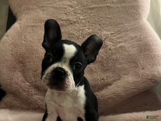 Boston Terrier dogs Echo - Ad 37