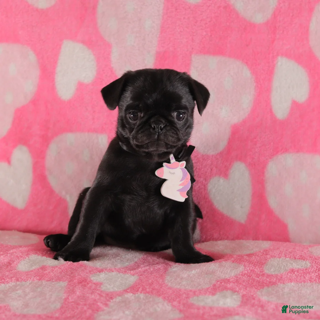 Pug dogs for sale: Rosie - Ad 1