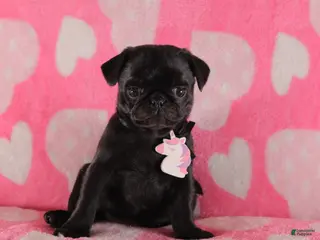 Pug dogs for sale: Rosie - Ad 4