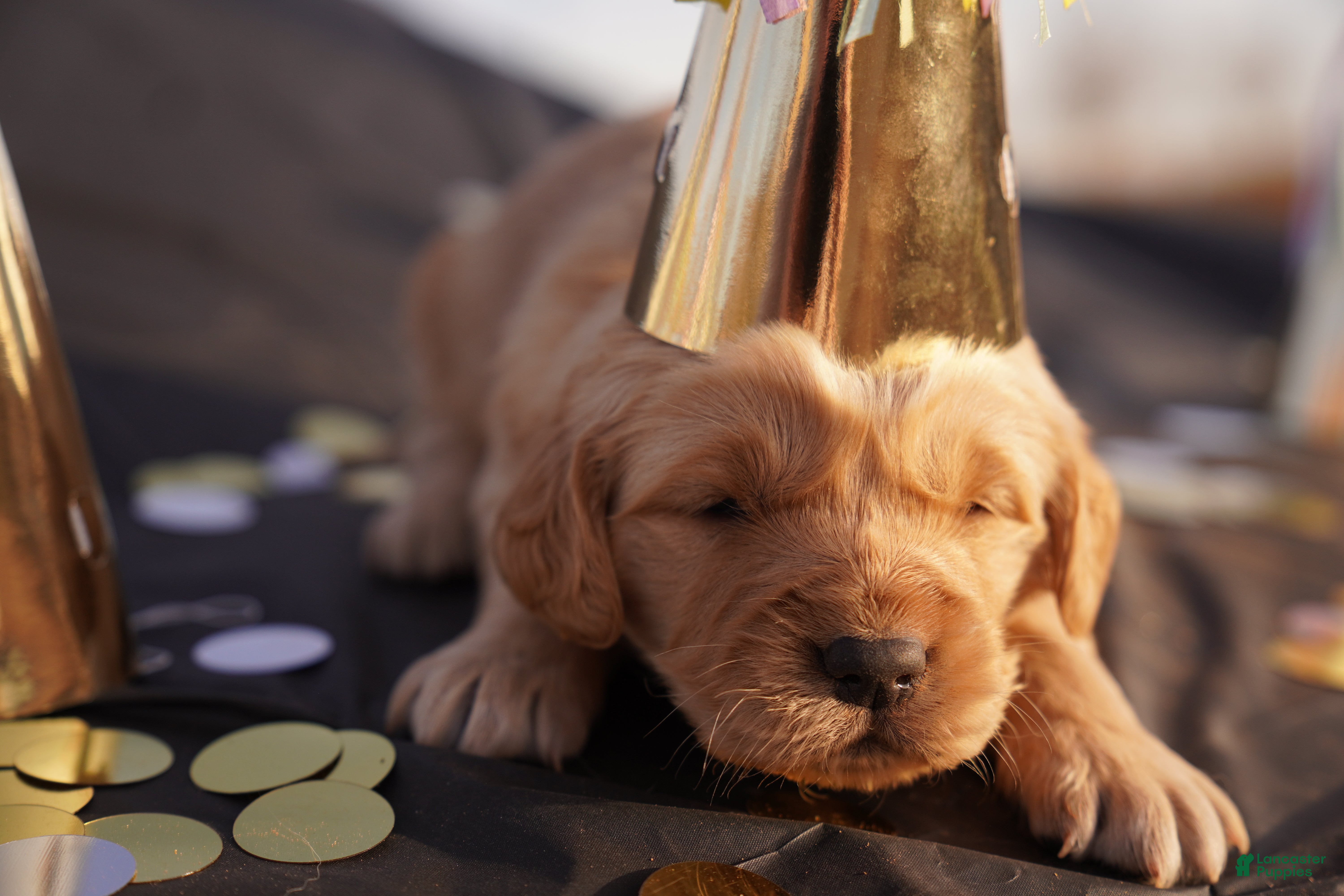 Golden Retriever dogs Liv - AKC, Genetically Clear - Ad 11