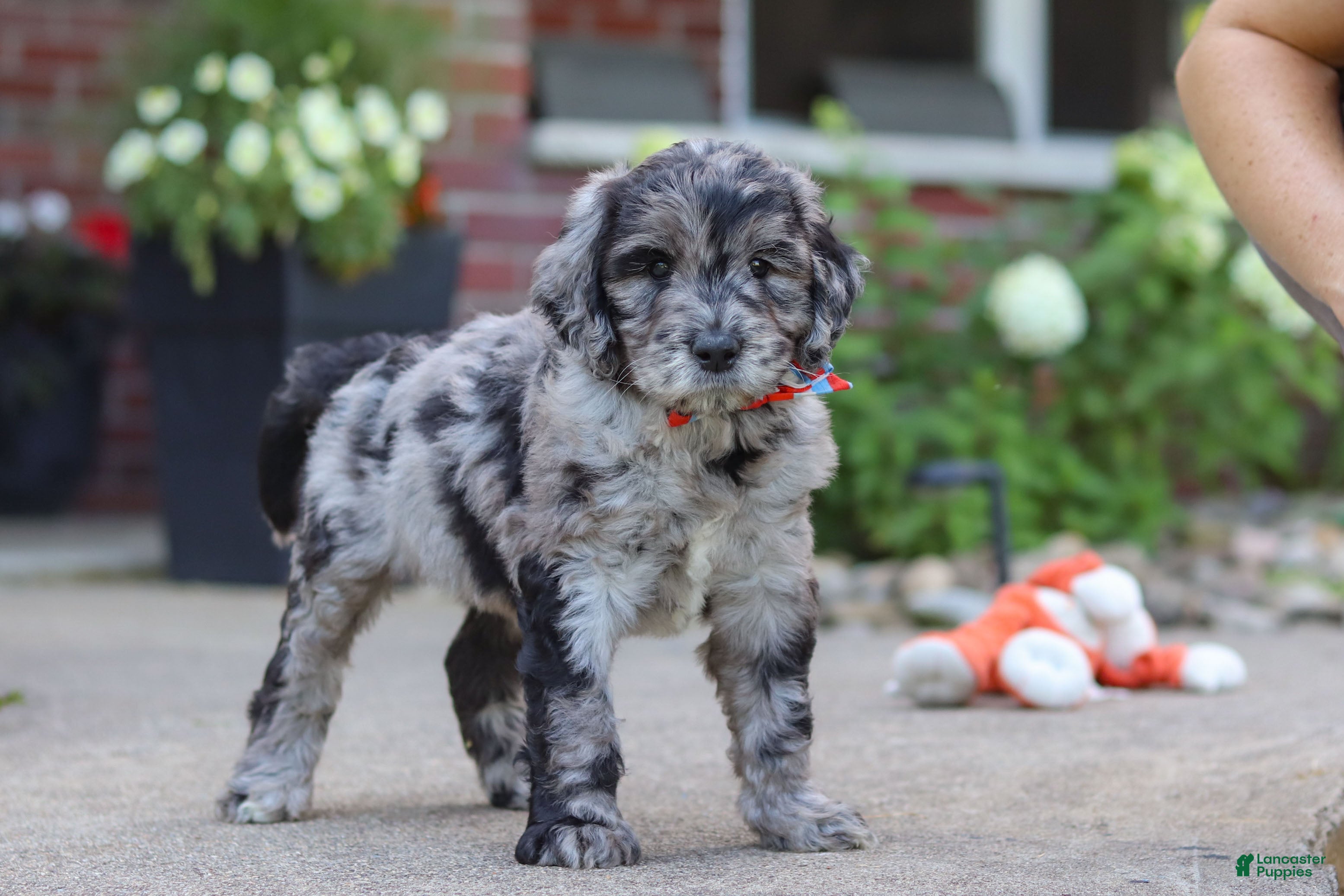 Newfypoo dogs Simon - Ad 2