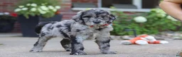 Newfypoo dogs for sale: Simon - Ad 2
