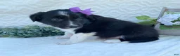 Border Collie dogs for sale: Patsy - Ad 3