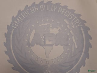 Mixed Breed dogs - Ad 38