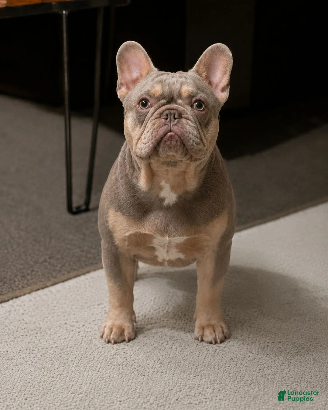 French Bulldog dogs for stud: New Shade STUD - Ad 2