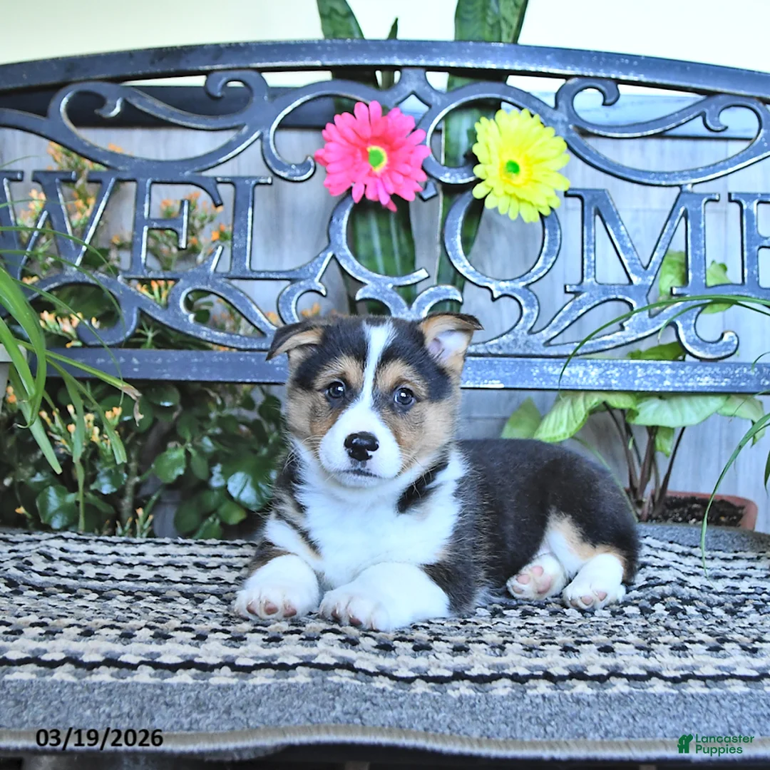 Welsh Corgi Pembroke dogs for sale: Simon - Ad 1