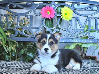 Welsh Corgi Pembroke dogs for sale: Simon - Ad 3