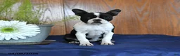 Frenchton dogs for sale: Lorrie - Ad 1