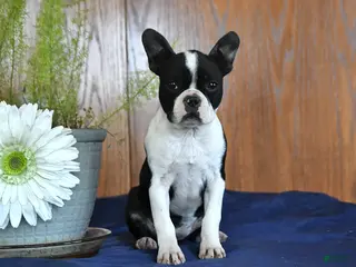 Frenchton dogs for sale: Lorrie - Ad 2