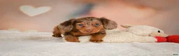 Miniature Dachshund dogs for sale: Romeo - Ad 4