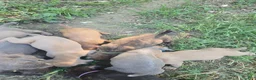 Cane Corso dogs for sale: Cane Corso 8 - Ad 3