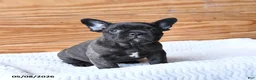 French Bulldog dogs for sale: Hickory - Ad 3