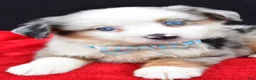 Miniature Australian Shepherd dogs for sale: Charles - Ad 8