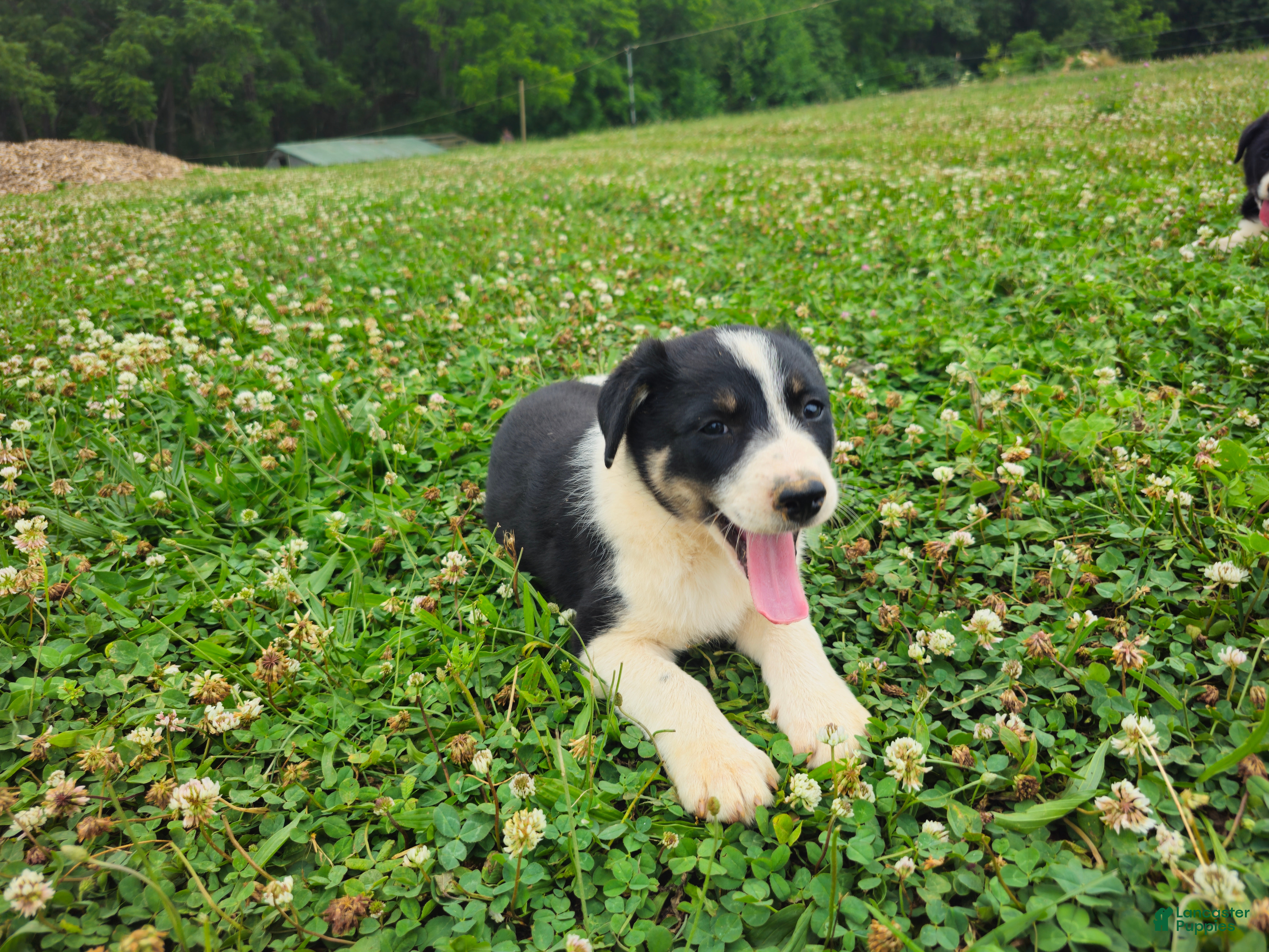 Border Collie dogs Joy - Ad 2