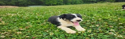 Border Collie dogs for sale: Joy - Ad 4