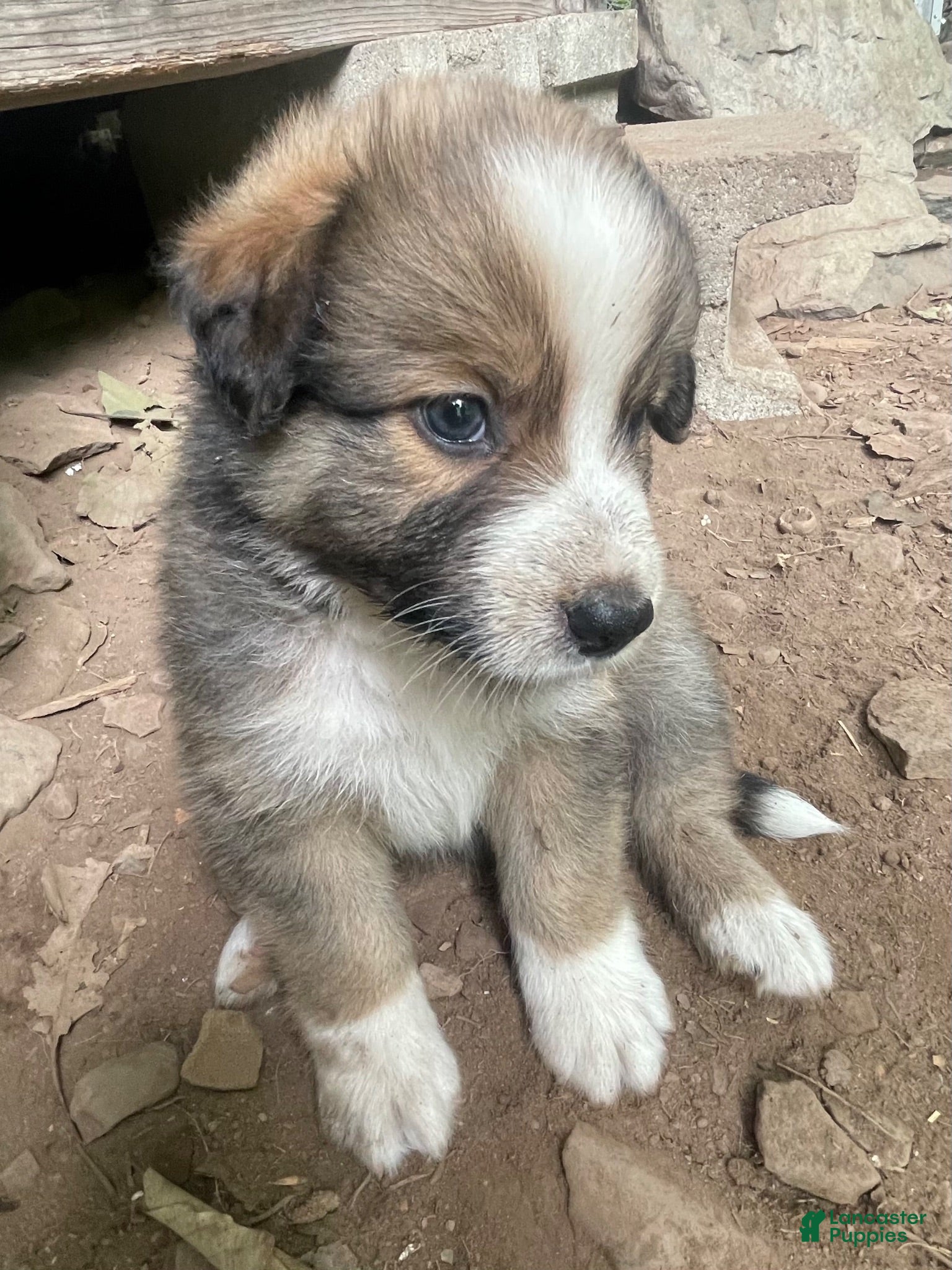 Mixed Breed dogs Righty - Ad 21