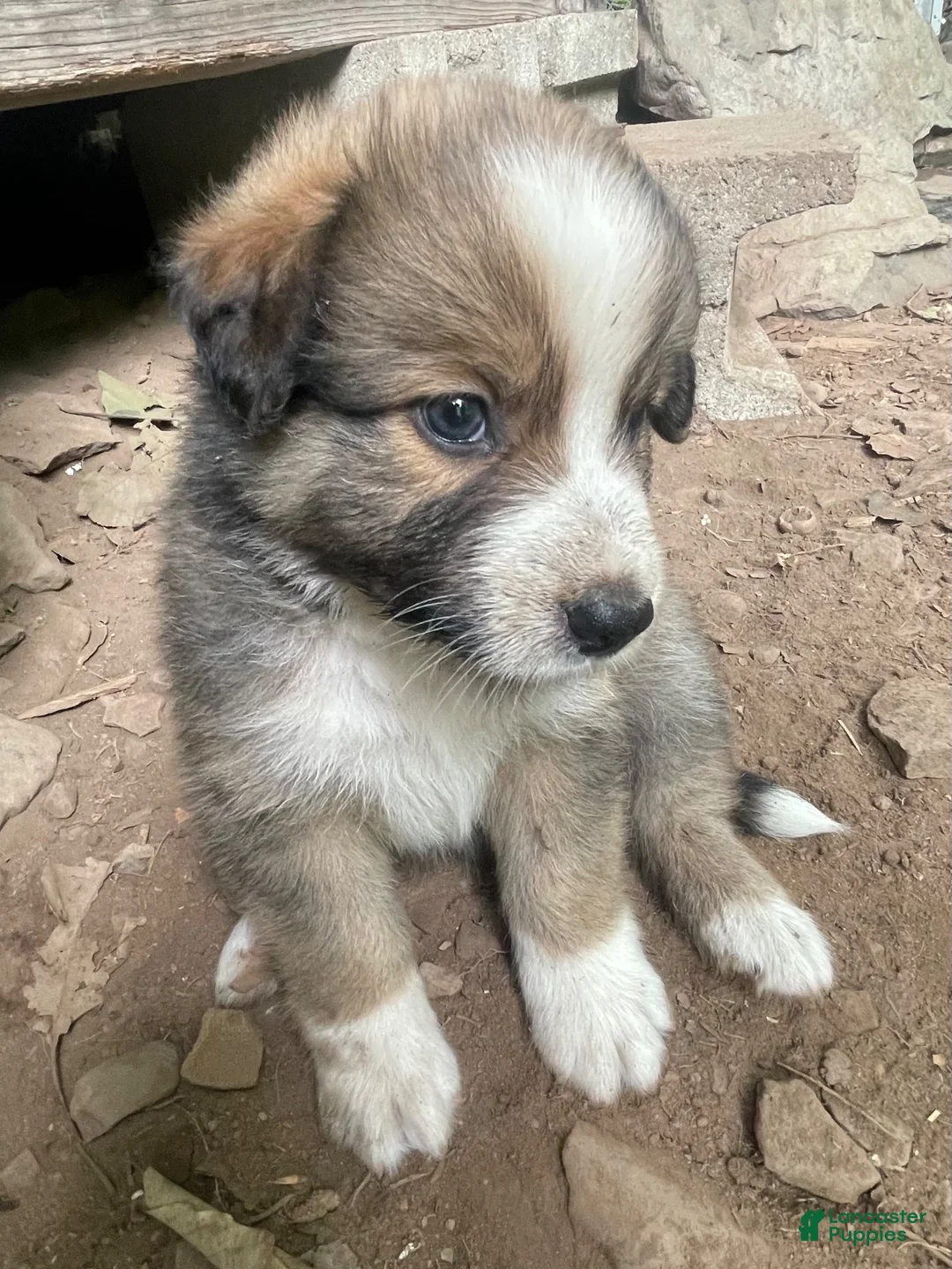 Mixed Breed dogs for sale: Righty - Ad 1