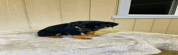 Rottweiler dogs for sale: Rottweiler 6 - Ad 6