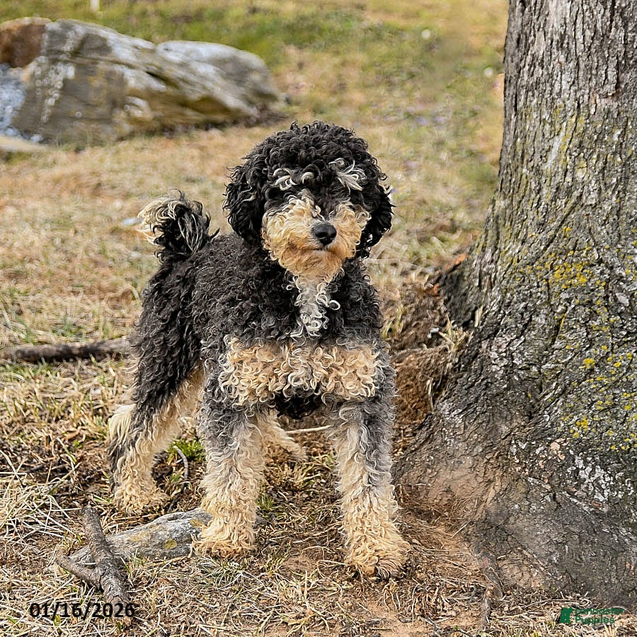 Miniature Poodle dogs Max - Ad 36