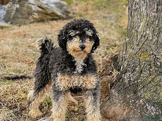 Miniature Poodle dogs Max - Ad 33