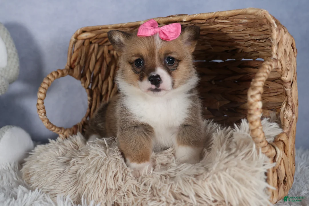 Welsh Corgi Pembroke dogs for sale: TWILIGHT - Ad 12