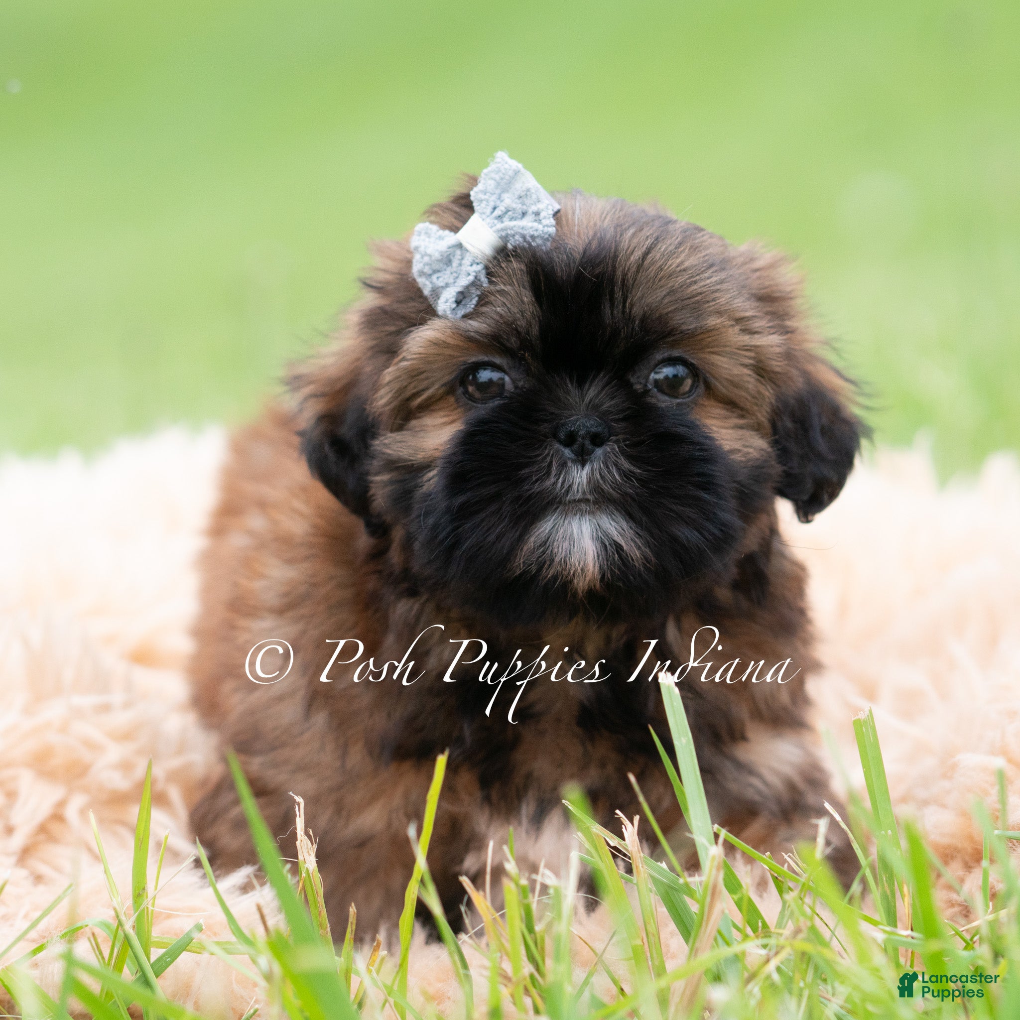 Shih Tzu dogs for sale: Ace AKC - Ad 3