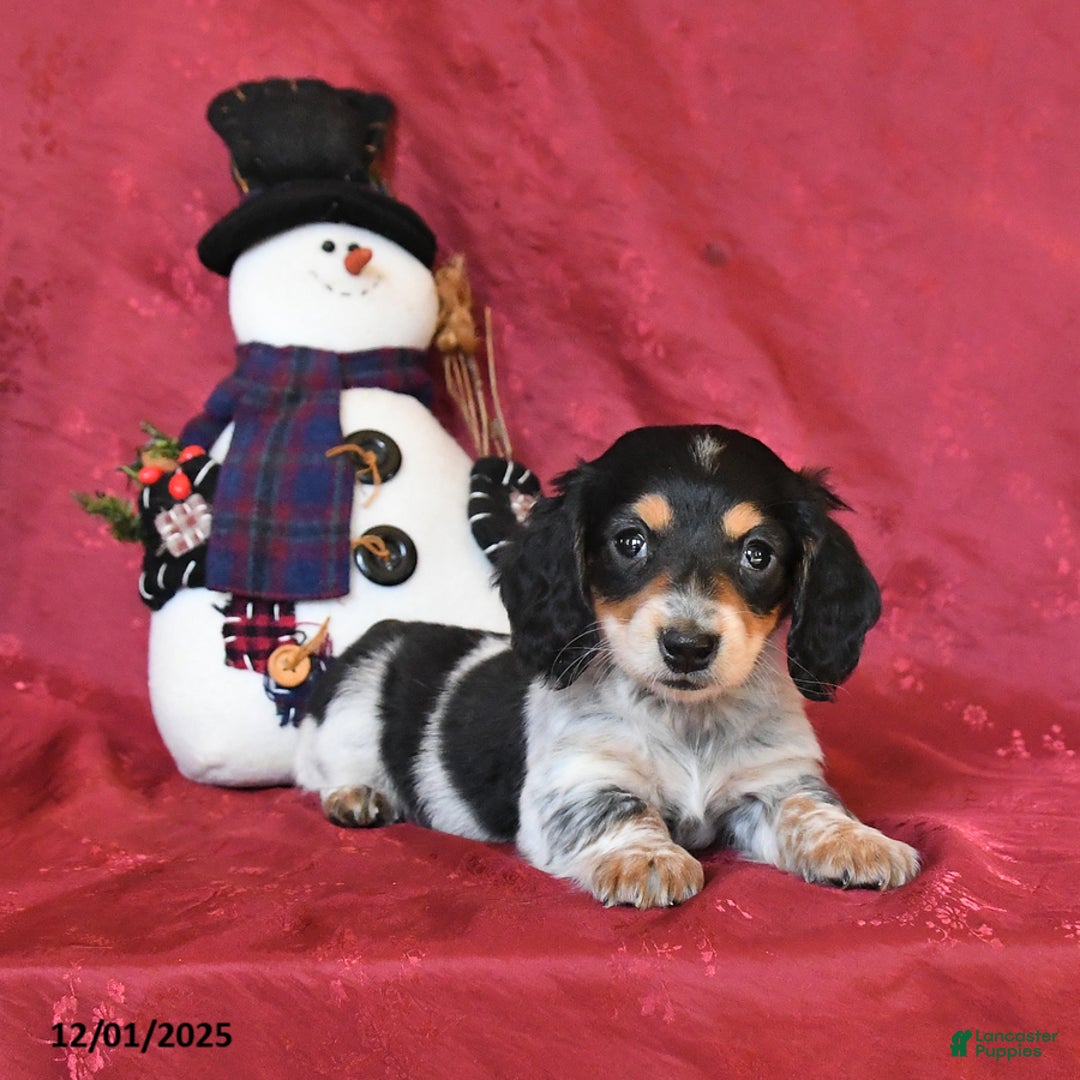 Dachshund dogs for sale: Holly - Ad 4