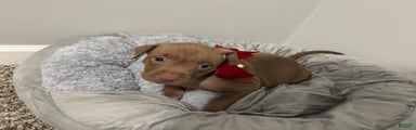 American Pit Bull Terrier Puppy 2