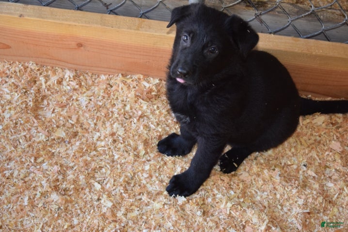 German Shepherd dogs Girl 1 - Ad 2