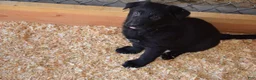 German Shepherd dogs for sale: Girl 1 - Ad 2