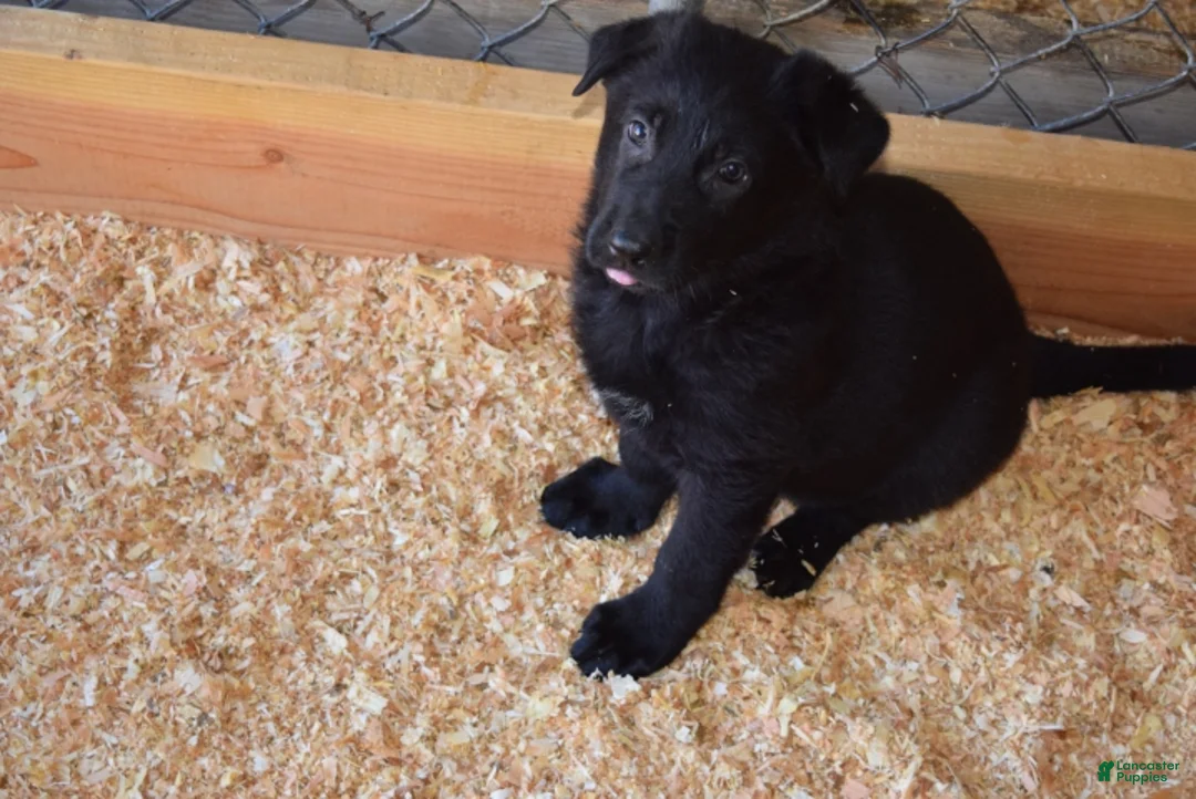 German Shepherd dogs for sale: Girl 1 - Ad 2