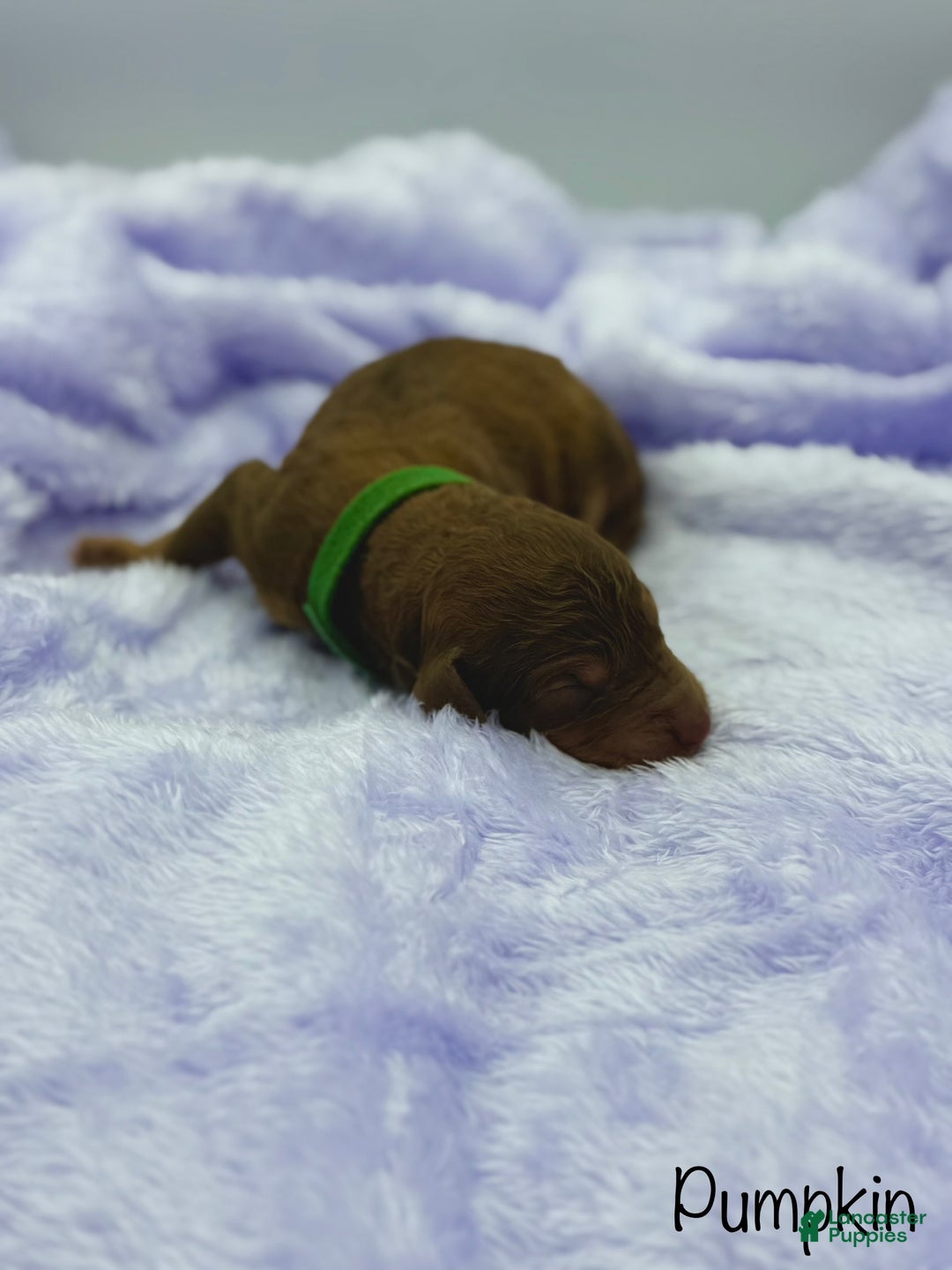 Sheepadoodle dogs for sale: Pumpkin - Ad 3