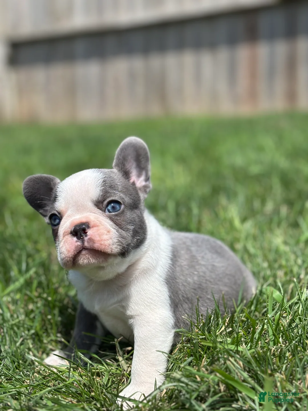 French Bulldog dogs for sale: Hunter - Ad 3