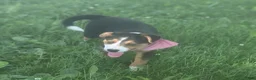 Mixed Breed dogs for sale: ♥️SWEET MOLLIE MAE♥️ - Ad 36