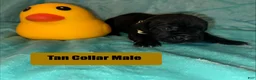 Cane Corso dogs for sale: Tan Collar Male - Ad 9