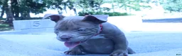 American Bully dogs for sale: Haze - Ad 9