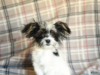 Mixed Breed dogs - Ad 7