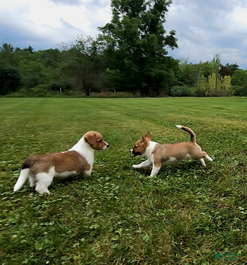Mixed Breed dogs Orpheus - Ad 2