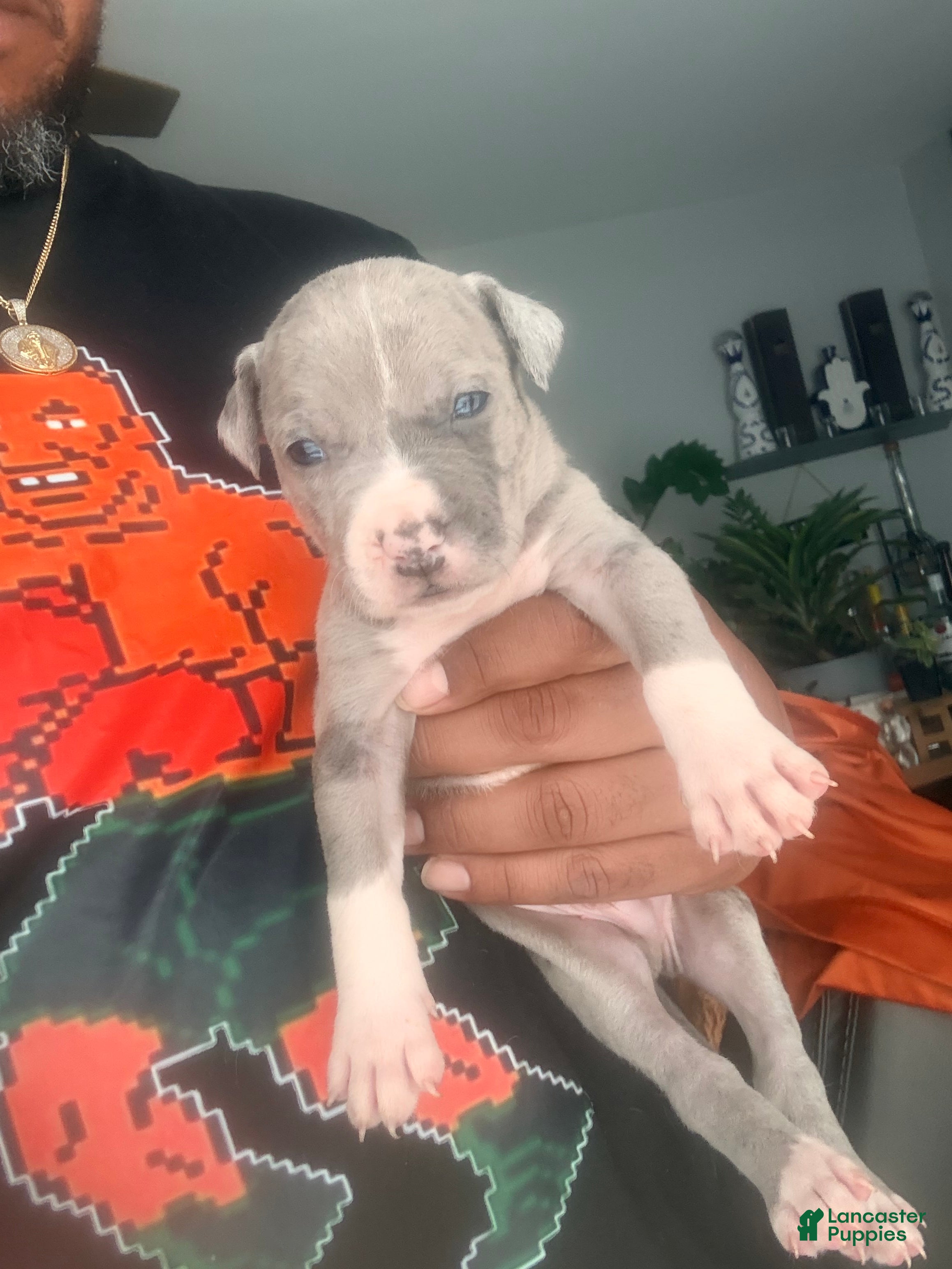 Mixed Breed dogs for sale: Benny - Ad 3