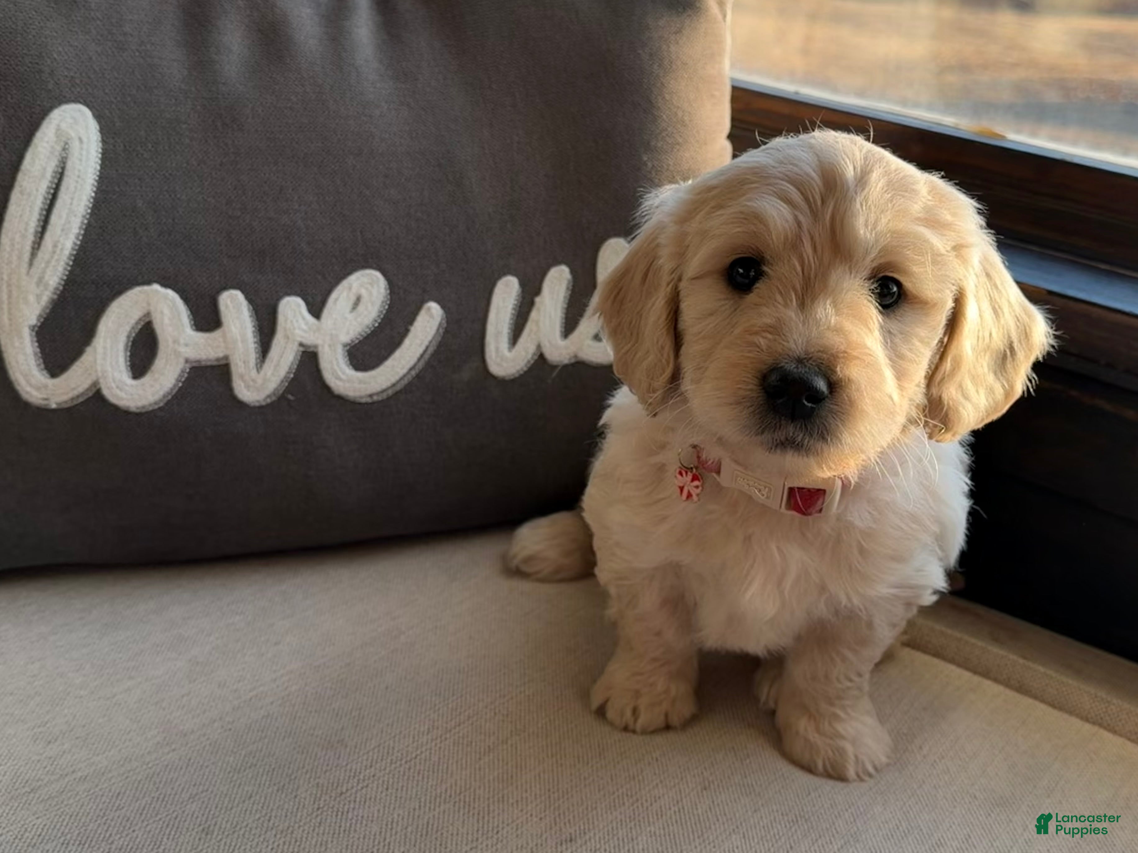 Mini Goldendoodle dogs Holly - Ad 2