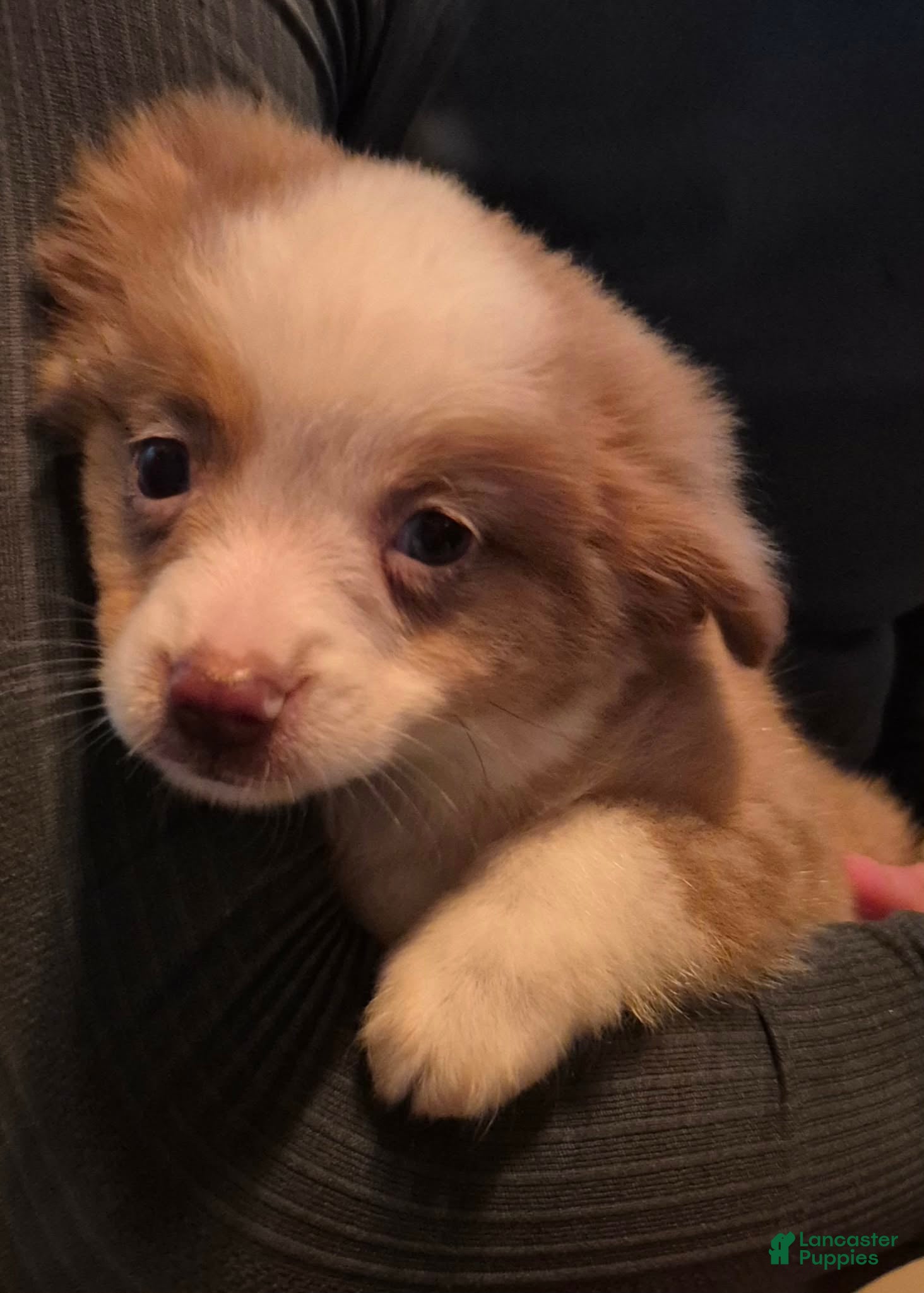 Toy Australian Shepherd dogs Toy Australian Shepherd 1 - Ad 2