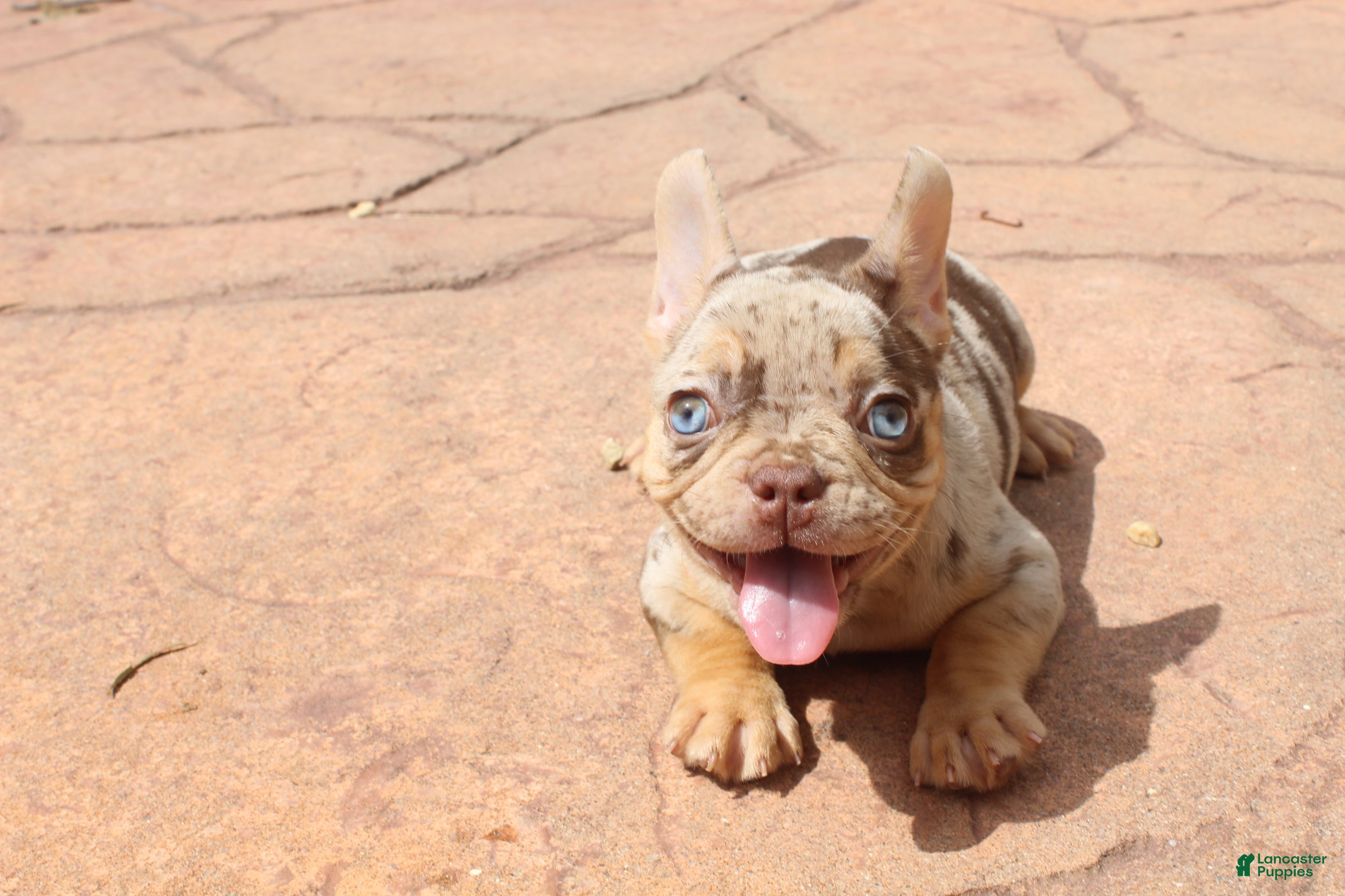 French Bulldog dogs MARY from SHE DEVIL - Ad 2