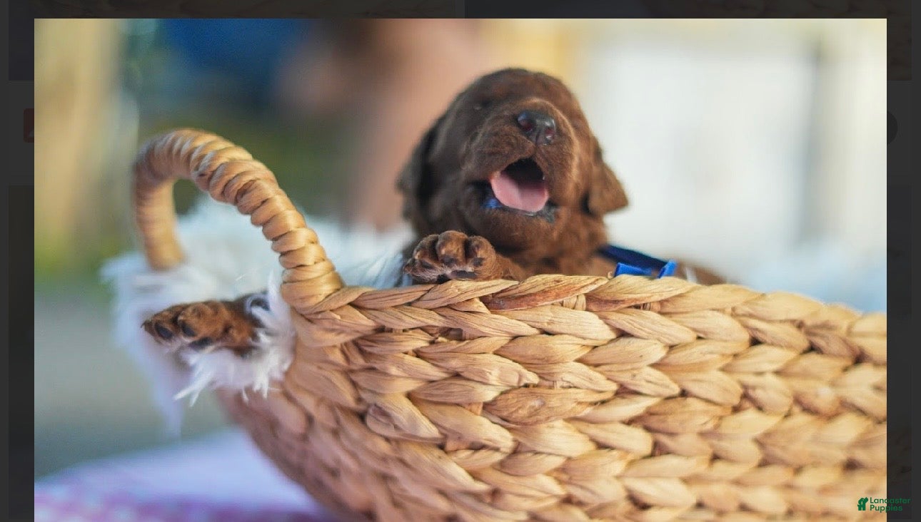 Standard Poodle dogs Standard Poodle 10 - Ad 8