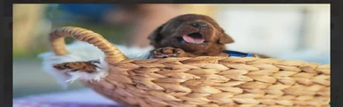 Standard Poodle 10