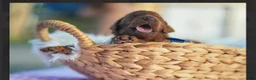 Standard Poodle dogs for sale: Standard Poodle 10 - Ad 1