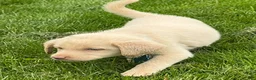 Labrador Retriever dogs for sale: Labrador Retriever Puppy 1 - Ad 4